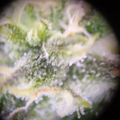 Hulk #1 growlog timeline photo