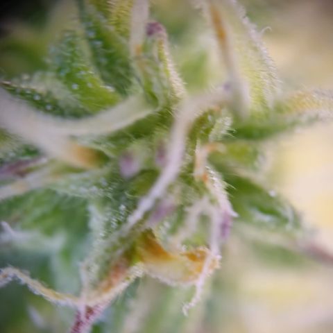 Hulk #1 growlog timeline photo
