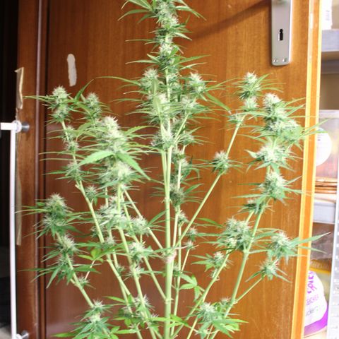 Hulk #1 growlog timeline photo