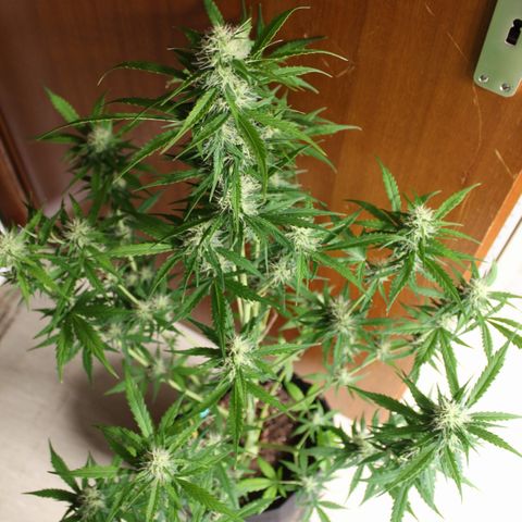 Hulk #1 growlog timeline photo