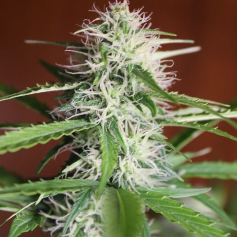 Hulk #1 growlog timeline photo
