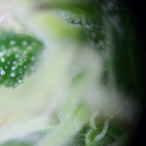 Hulk #1 growlog timeline photo