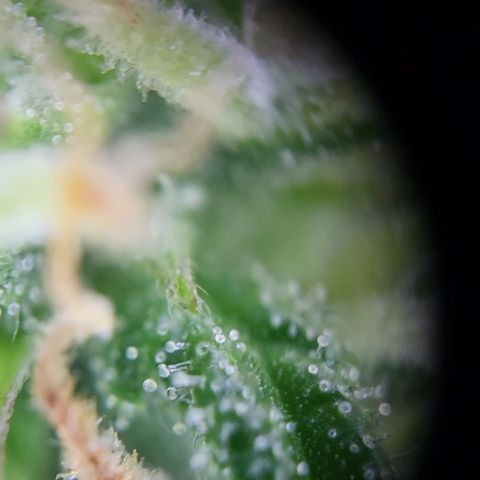 Hulk #1 growlog timeline photo