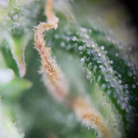 Hulk #1 growlog timeline photo