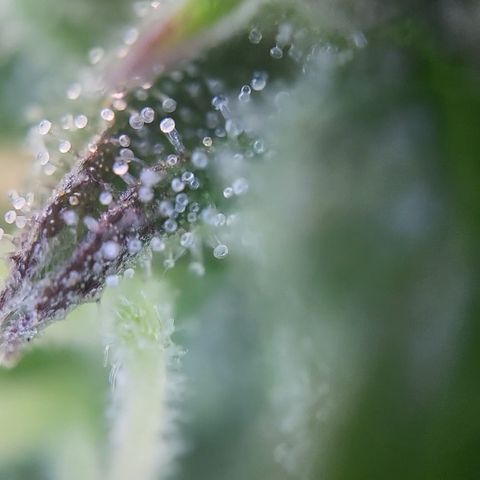 Hulk #1 growlog timeline photo