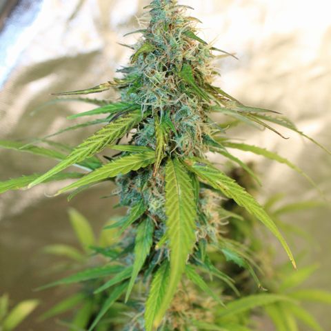 Hulk #1 growlog timeline photo