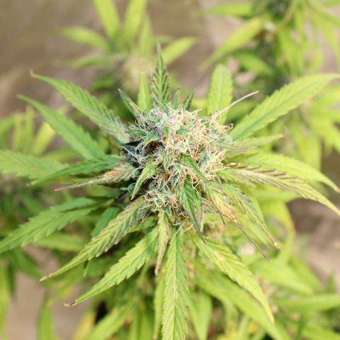 Hulk #1 growlog timeline photo