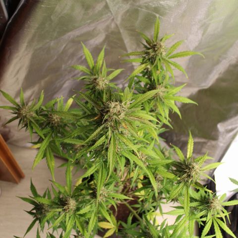 Hulk #1 growlog timeline photo