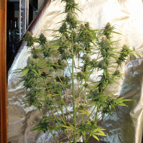 Hulk #1 growlog timeline photo