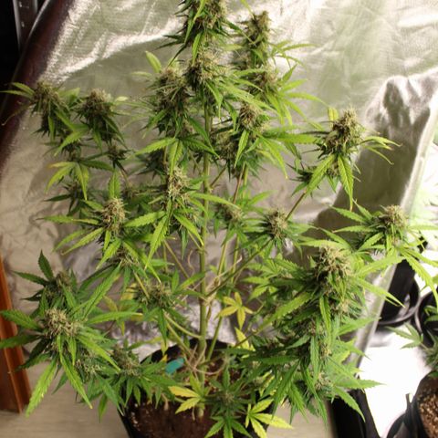 Hulk #1 growlog timeline photo