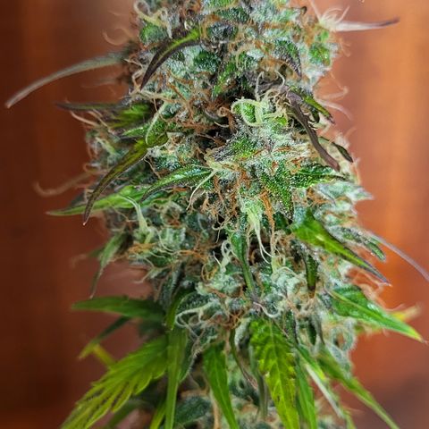 Hulk #1 growlog timeline photo