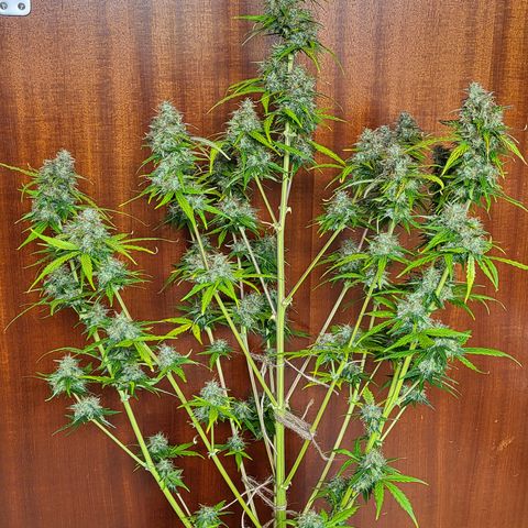 Hulk #1 growlog timeline photo