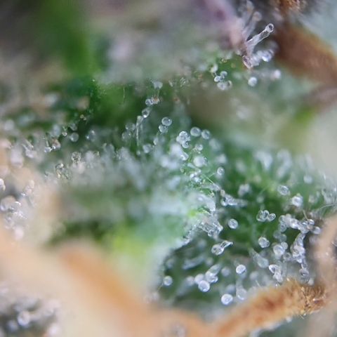 Hulk #1 growlog timeline photo