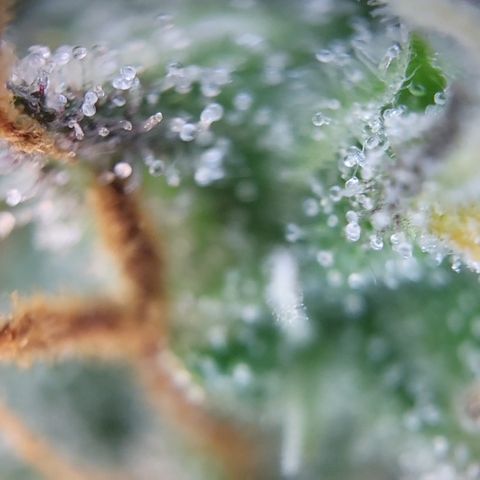 Hulk #1 growlog timeline photo