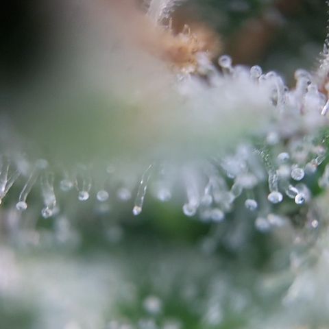 Hulk #1 growlog timeline photo