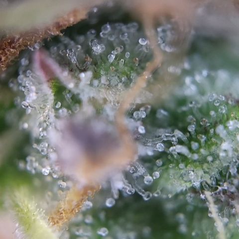 Hulk #1 growlog timeline photo