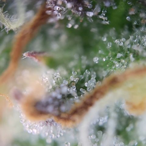 Hulk #1 growlog timeline photo