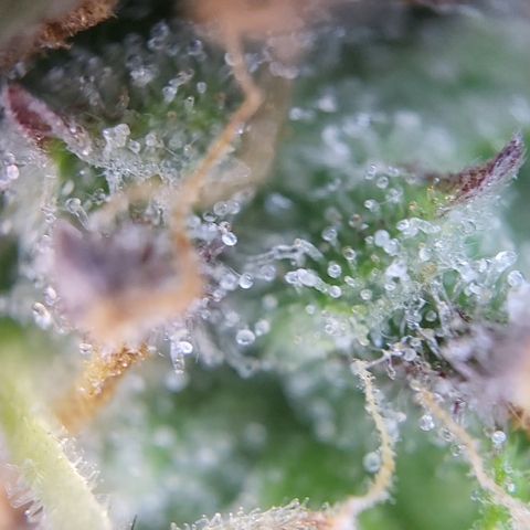 Hulk #1 growlog timeline photo