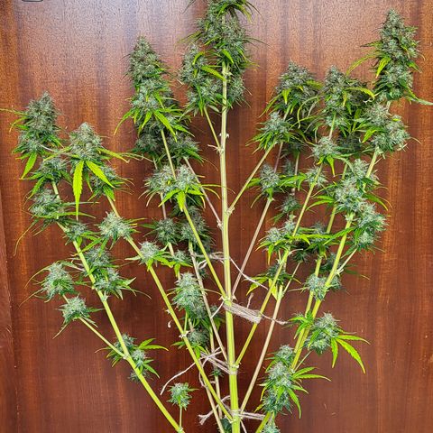 Hulk #1 growlog timeline photo