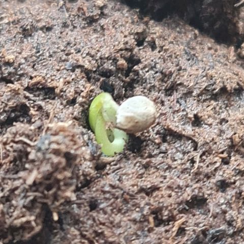 Barbara growlog timeline photo
