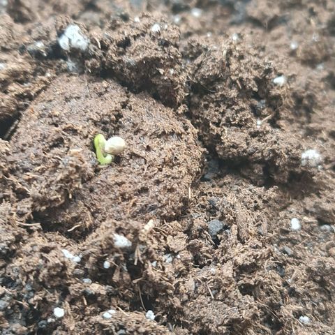 Barbara growlog timeline photo