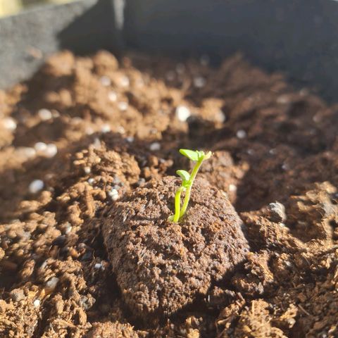Barbara growlog photo: Barbara ara mutanta unda damerqva🤣🤣