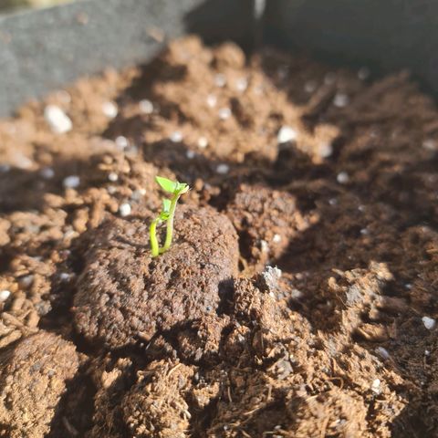 Barbara growlog photo: Barbara ara mutanta unda damerqva🤣🤣