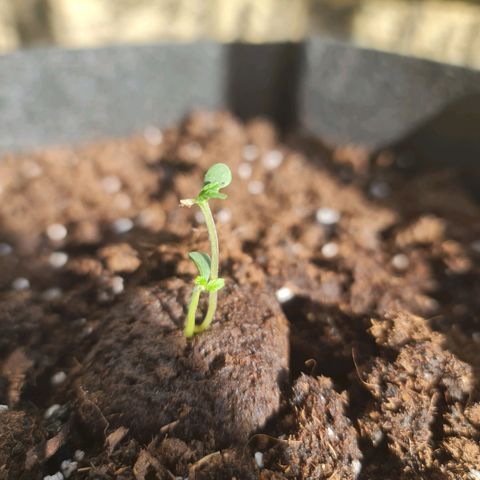 Barbara growlog timeline photo
