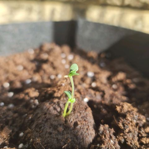Barbara growlog timeline photo