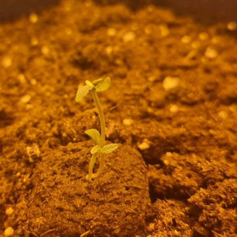 Barbara growlog timeline photo