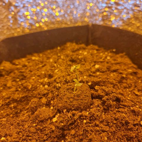 Barbara growlog timeline photo