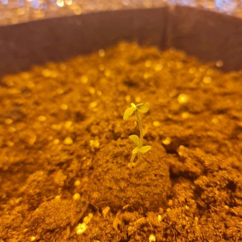 Barbara growlog timeline photo