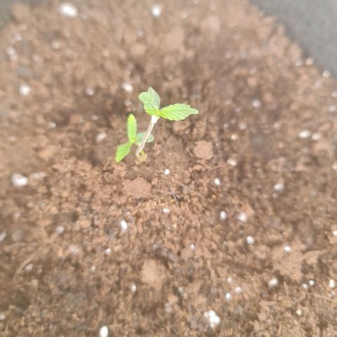 Barbara growlog timeline photo
