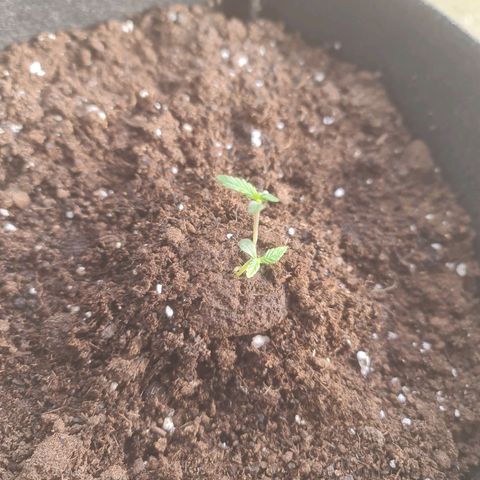 Barbara growlog timeline photo