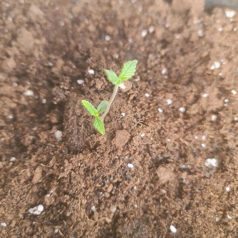 Barbara growlog timeline photo