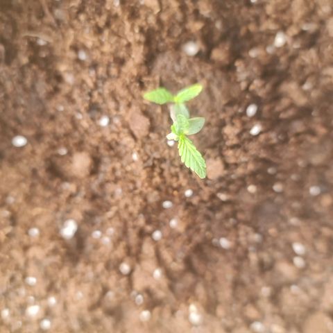 Barbara growlog timeline photo