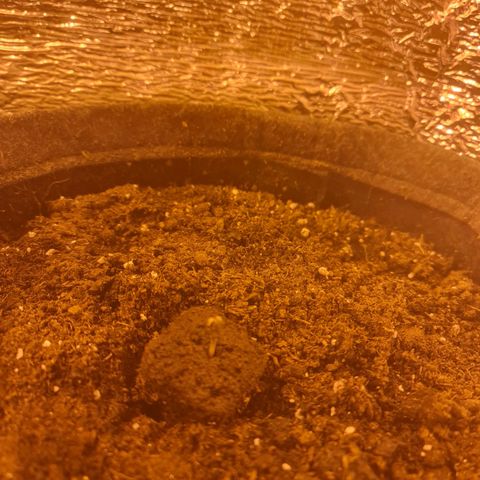 RQS Northern Light Automatic growlog timeline photo