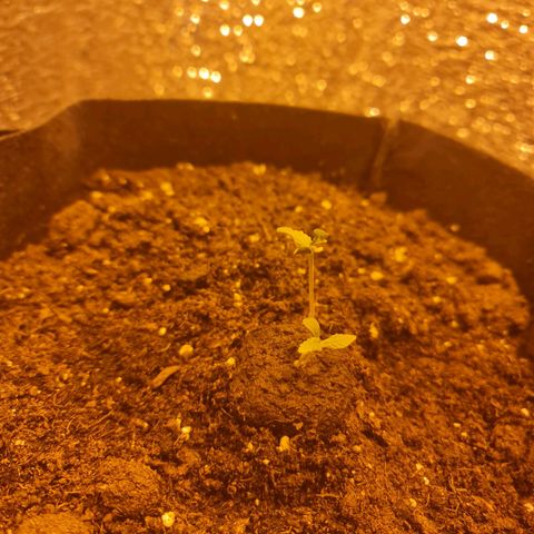 Barbara growlog timeline photo