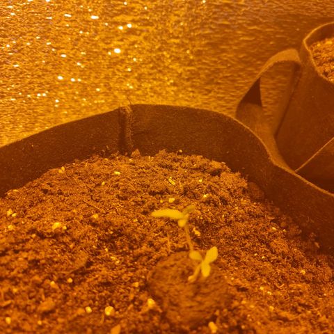 Barbara growlog timeline photo