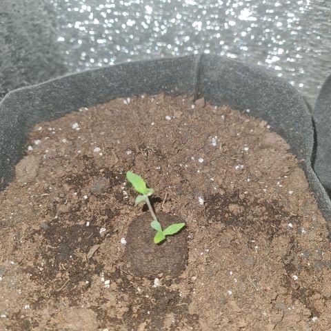 Barbara growlog timeline photo