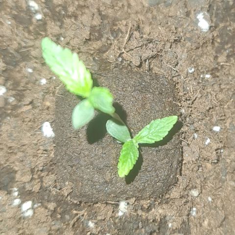 Barbara growlog timeline photo