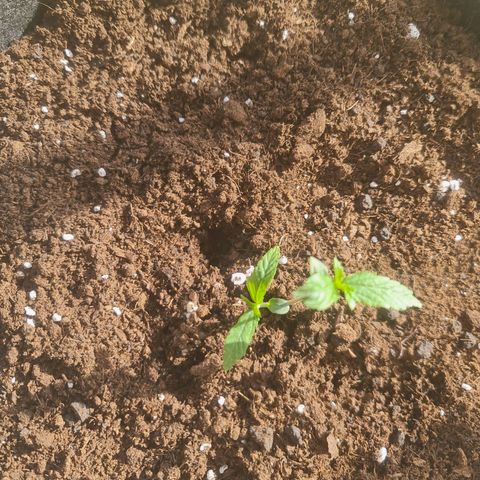 Barbara growlog timeline photo