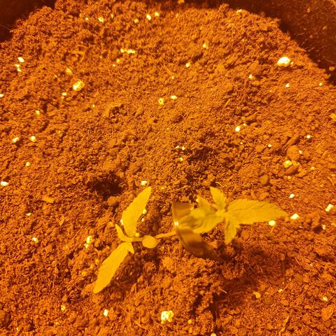 Barbara growlog timeline photo