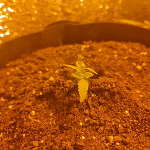 Barbara growlog timeline photo