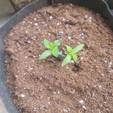 Barbara growlog timeline photo