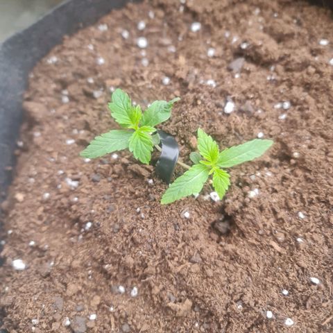 Barbara growlog timeline photo