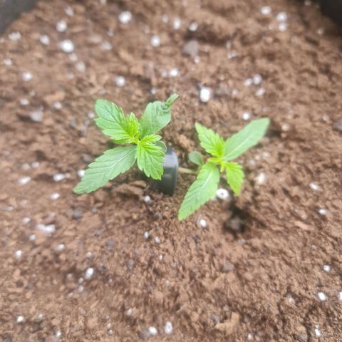Barbara growlog timeline photo