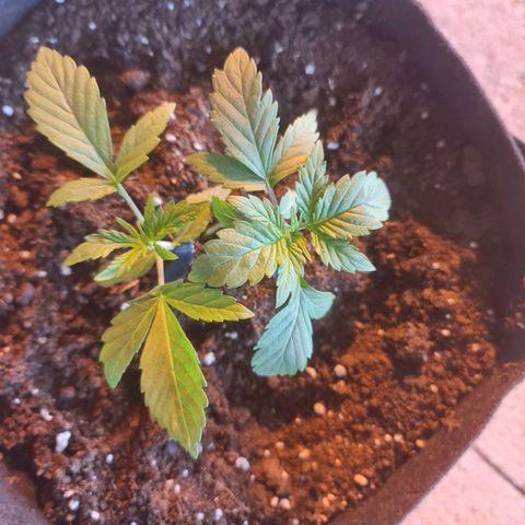 Barbara growlog timeline photo