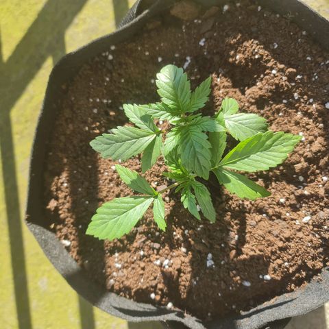 Barbara growlog timeline photo