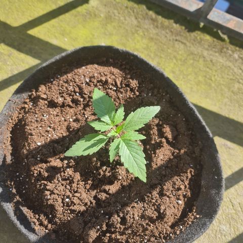 RQS Northern Light Automatic growlog timeline photo